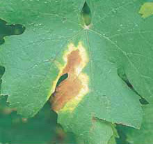 Фото 1 - Идентификация заболеваний растений по их изображениям