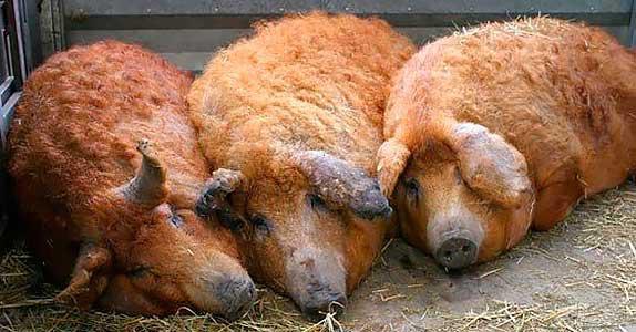 Фото 1 - Разведение свиней породы Мангал