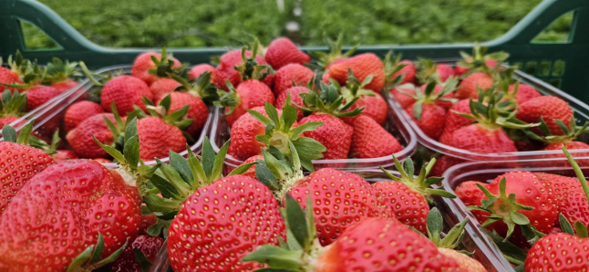 Фото - Домашня полуниця