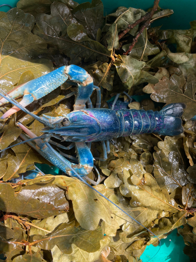 Фото - Аквапідприємство: готовий бізнес у сфері аквакультури
