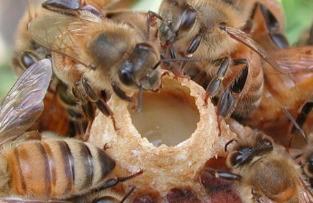 Фото - пчела