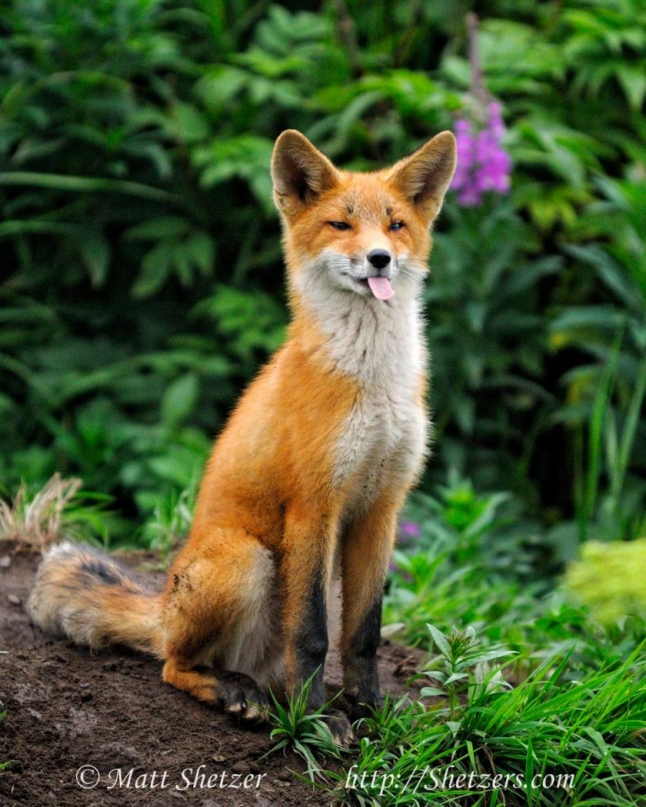 Photo - Forest Fox