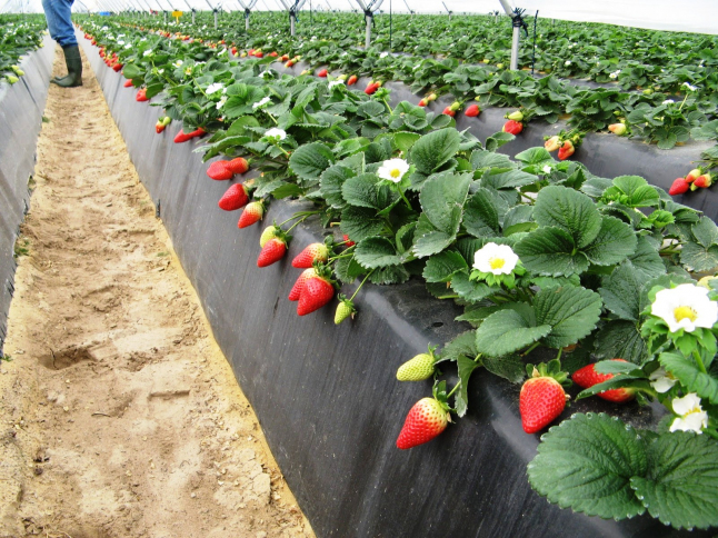 Фото - Инвестиции в развитие ягодной фермы