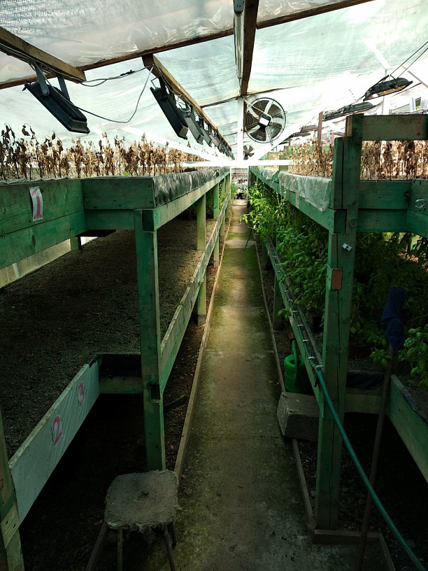 Фото 4 - Вирощування зелені в теплиці